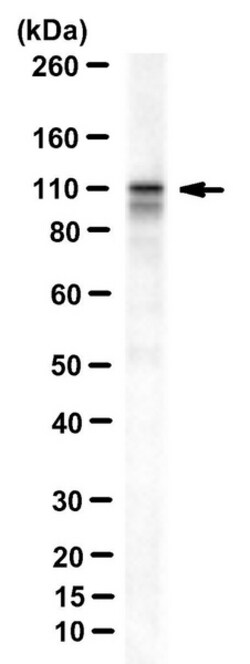 MilliporeSigma HAF/SART1, Mouse, Unlabeled, Clone: 1-2, 100&mu;L; Unlabeled:Antibodies,